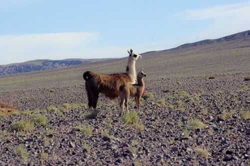 TREKKING NEL DESERTO DI ATACAMA 2015